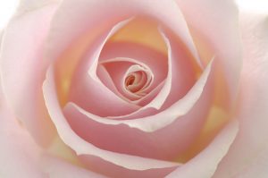 shutterstock_47274814